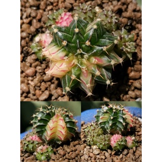 A​50.500 -​ ยิมโนด่าง ไม้เมล็ด Gymnocalycium Cactus แคคตัส กระบองเพชร ไม้อวบน้ำ ราคาถูก​ ยิมโน Gymno ด่าง ไม้ด่าง ต้นไม้