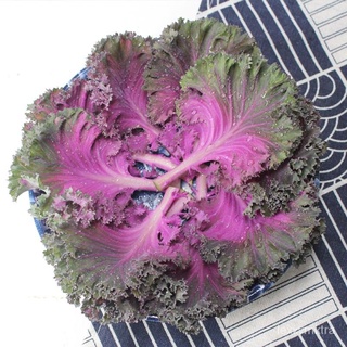 Benih Kailan Kerinting Ungu 10pcs/Purple Curled Kale/เมล็ดผักคะน้าสีม่วง芹菜/通心菜/木瓜/园艺/文胸/儿童/母婴/向日葵/花园/男装/ I3NG