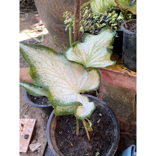 caladium กวนอิมบอนสีกวนอิม