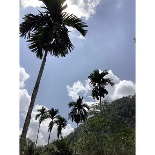 ต้นหมากสูงถอนจากถุงชำ 🌴 สั่งขั้นต่ำ 20 ต้น