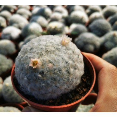 แมมขนนกญี่ปุ่น Mammillaria plumosa ไม้เมล็ดฟอร์มสวย🌵