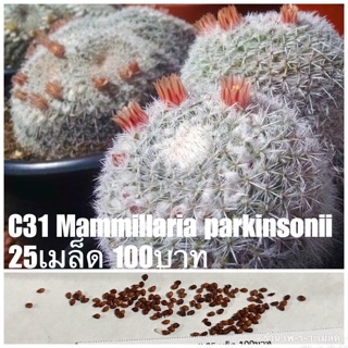 C31 Mammillaria parkinsonii 25เมล็ด 100บาท