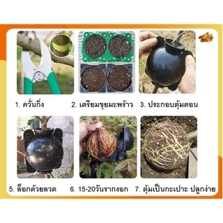 ✅ ถูกสุดในไทย✅ ตุ้มตอนกิ่ง ตุ้มตอนพลาสติก ขยายพันธุ์พืช ตอนกิ่ง ตอนต้นไม้ ใช้ซ้ำได้