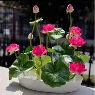 20เมล็ด เมล็ดพันธุ์ดอกบัวจิ๋ว เมล็ดพันธุ์ดอกไม้ ดอกบัวจิ๋ว บัวแคระคละสี ปลูกง่าย ออกดอกไว พร้อมส่งในไทย