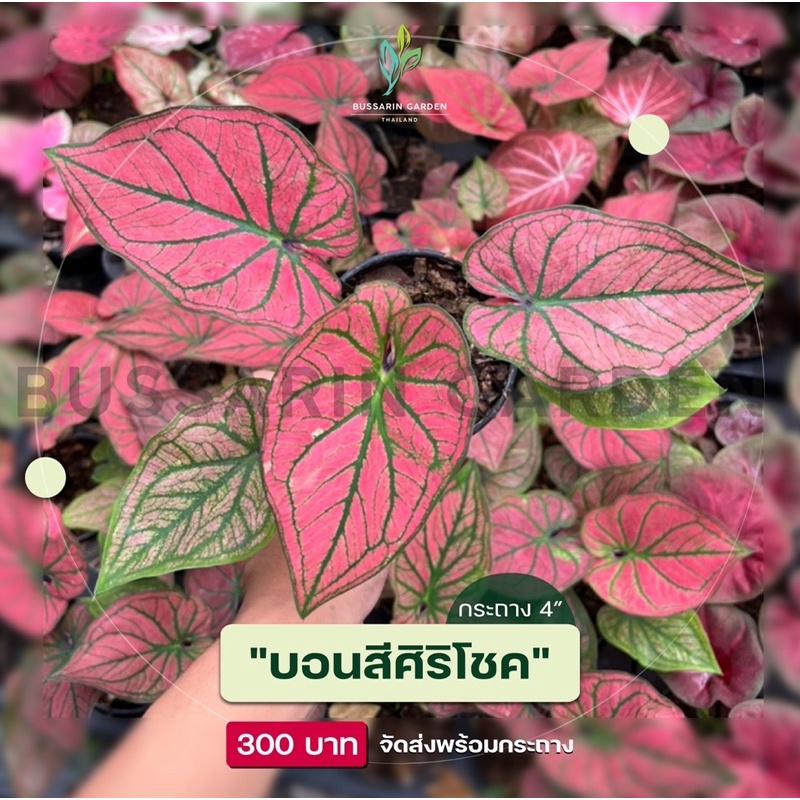 ต้นบอนสี "ศิริโชค" ราคาส่ง กัดสีแล้ว ไซส์ตามภาพ  (1 กระถาง มี 3-5 ใบ)