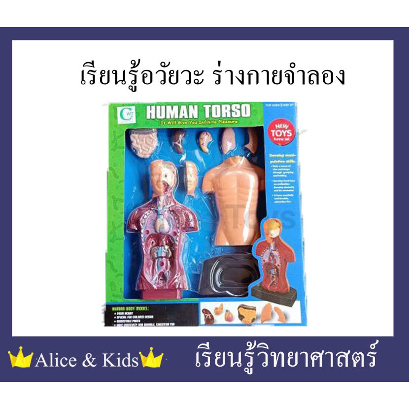 Alice&kids ของเล่นเรียนรู้อวัยวะ ร่างกายจำลอง