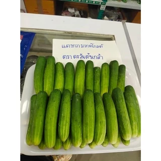 เมล็ดพันธุ์แตงกวา แตงกวา มรกตโกลด์ ตราตะวันต้นกล้า ลอตใหม่ล่าสุด