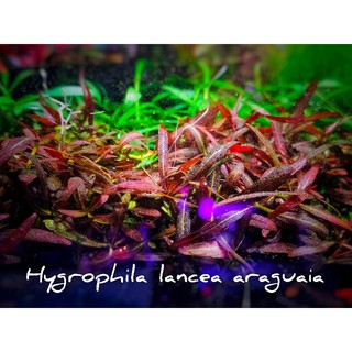 วาบิ  ไฮโกรใบแดง #ไม้หน้าตู้ ( hygrophila lancea araguaia ) ใบน้ำ100💯