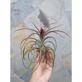 [ขายหน่อ] Tillandsia Sparkler ทิลแลนเซีย สับปะรดสี สับปะรดอากาศ ไม้รากอากาศ