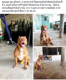 โซ่ล่ามสุนัข สแตนเลสแท้304โดนน้ำได้ไม่ขึ้นสนิม💦ไม่มีขาด‼️ขนาด 2-4 มิล โซ่หมา โซ่สุนัข โซ่จูง ใช้ได้ในบ้านและนอกบ้าน