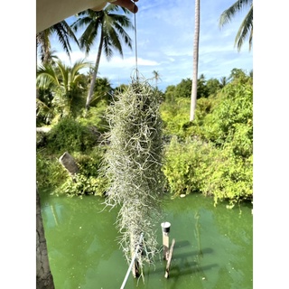 เคราฤษี (Spanish moss)