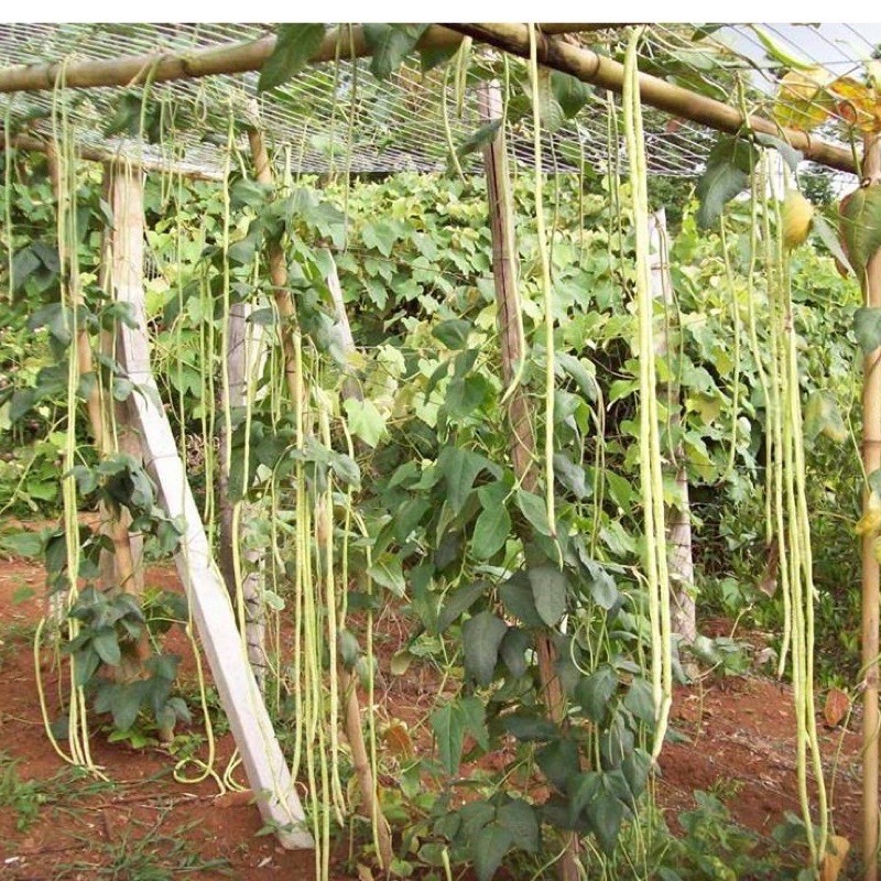 เมล็ดพันธุ์ ถั่วฝักยาว โอเรียนทอล(Oriental Yard Long Bean Seed)บรรจุ 20 เมล็ด ฝักยาว 1-3 ฟุต