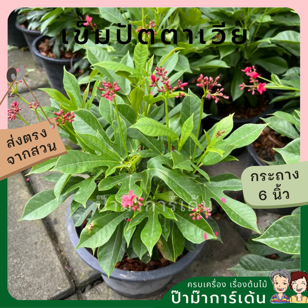 มุมมอง 4