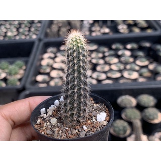 แคคตัส ดินสอดำ Setiechinopsis mirabilis ต้นหนาๆ ไม้ประดัน สวน