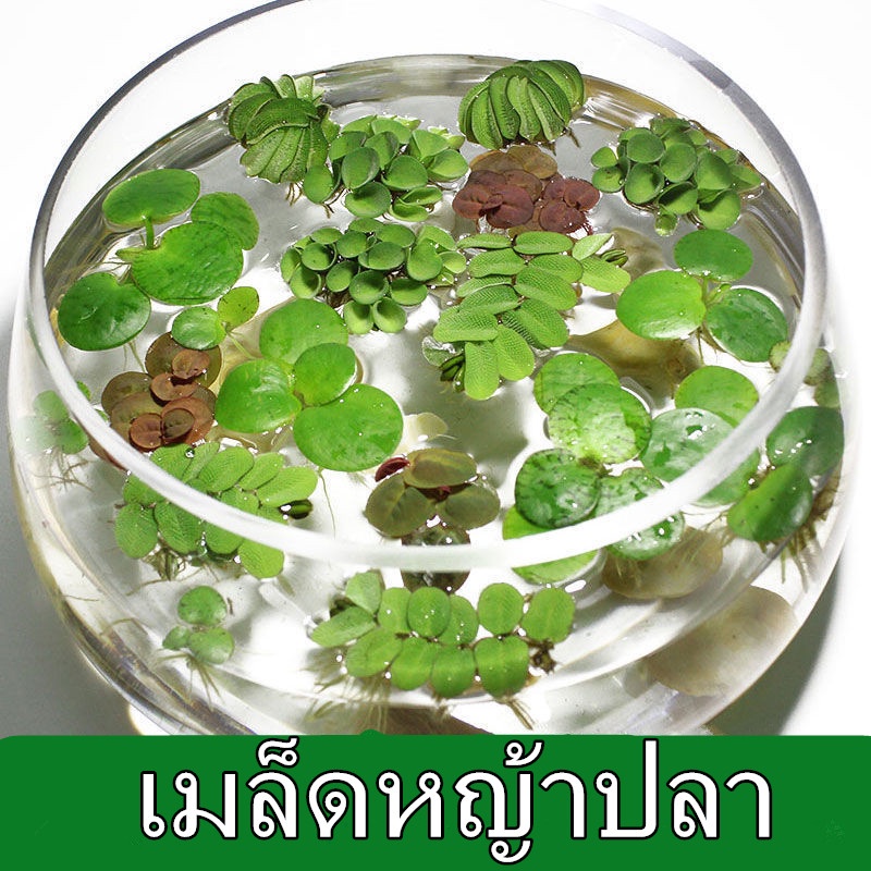 ประเทศไทยพร้อมสต็อก 50 Pcs Fish Tank WaterLily Copper Grass Pilea Seeds Water Grass Decor Home Plant Landscape Ornament