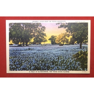 POST CARD งานเก่า THE TEXAS STATE FLOWER PHOTO BY ELLISON