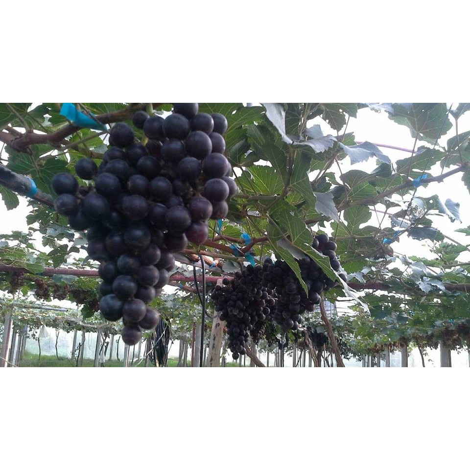 กิ่งพันธุ์องุ่น บิ้วตี้ สีดำเข้มไร้เมล็ด หอมหวานปลูกง่าย ลูกดก โตเร็ว บำรุงดี 1 ปีออกลูก Grape Beauty Seedless