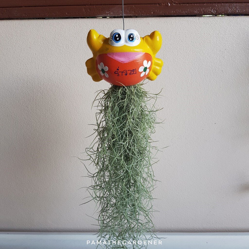 ต้นเคราฤาษีใส่ตุ๊กตา 45 บาทจ้า