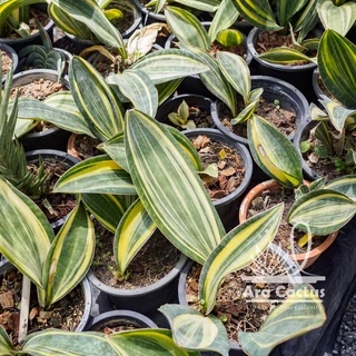 สวนขายเอง! ลิ้นมังกรครีบปลาวาฬด่าง Sansevieria masoniana variegate ไซส์กระถาง 4 นิ้ว ต้นไม้ประดับ อวบน้ำ ไม้ฟอกอากาศ