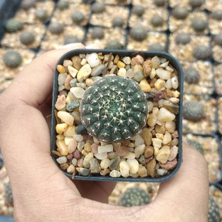 🌵💥ยิมโนจานบิน💥🌵 Gymnocalycium Ragonesei ไม้เมล็ด ขนาด2-3 ซม. ต้นกระบองเพชร ต้นแคคตัส (แคคตัส กระบองเพชร)