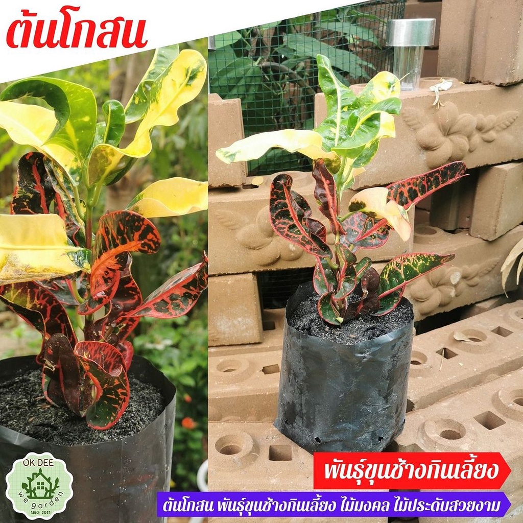 โกสนช้างกินเลี้ยง ในถุงชำ Croton ต้นโกศลขุนช้างกินเลี้ยง สีสวย ใบหนา