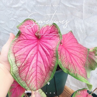 【Real Live Plant】Caladium Florida Sweetheart ฟลอริด้าที่รัก文胸/儿童/内裤/花园/seeds/园艺/向日葵/通心菜/鲜花/苹果/ XQEC