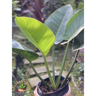 ฟิโลคองโก Philodendron Congo ฟิโล คองโก ต้นไม้มงคล ไม้สะสม ต้นไม้ฟอกอากาศ พร้อมส่ง