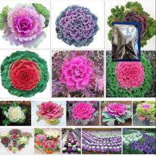 ปูเล่ประดับ คละสี - Ornamental Cabbage