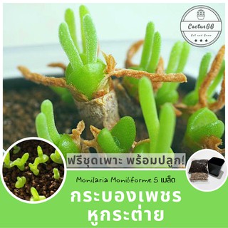 เมล็ดหูกระต่าย ฟรีชุดเพาะ + หูกระต่าย (5 เมล็ด) Monilaria Moniliforme