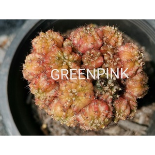 T-Rex หน่อเด็ดสด Gymnocalycium T-Rex Cactus แคคตัส กระบองเพชร ไม้อวบน้ำ ไม้กราฟ ราคาถูก​ ทีเร็กซ์ด่าง ยิมโนด่าง ยิมโน