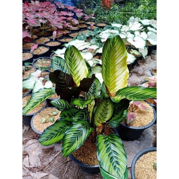 🪴🪴🪴  คล้าวาริกาต้า 🌿Goeppertia variegata🪴🪴🪴 (กระถาง8นิ้ว)
