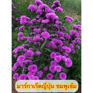 🌱รากแน่น มาร์กาเร็ตญี่ปุ่น