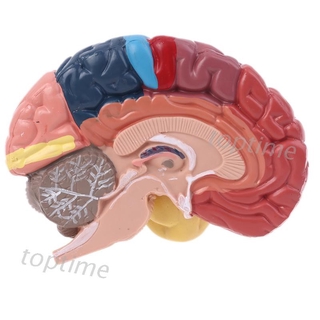 Life Size Human Brain Functional Area Model Anatomy for Science Classroom Study 7REB