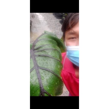 บอนหน้ากากฟาโรห์ (เบบี้3ใบ)  Colocasia pharohs mask