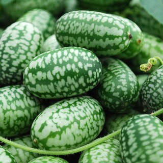 เมล็ด แตงกวาจิ๋ว เม็กซิกัน - Mexican sour gherkin