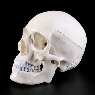 *❤❤Human Anatomical Head Skeleton Skull Teaching Model Study Tool