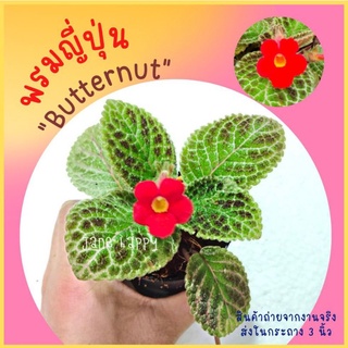 พรมญี่ปุ่น "บัตเตร์นัต" (Butter Nut) ดอกสีแดง ใบสีเขียวน้ำตาลแดง  (กระถาง 3 นิ้ว)ลายใบสวยแปลก น่ารักมาก  ค่าส่งถูก