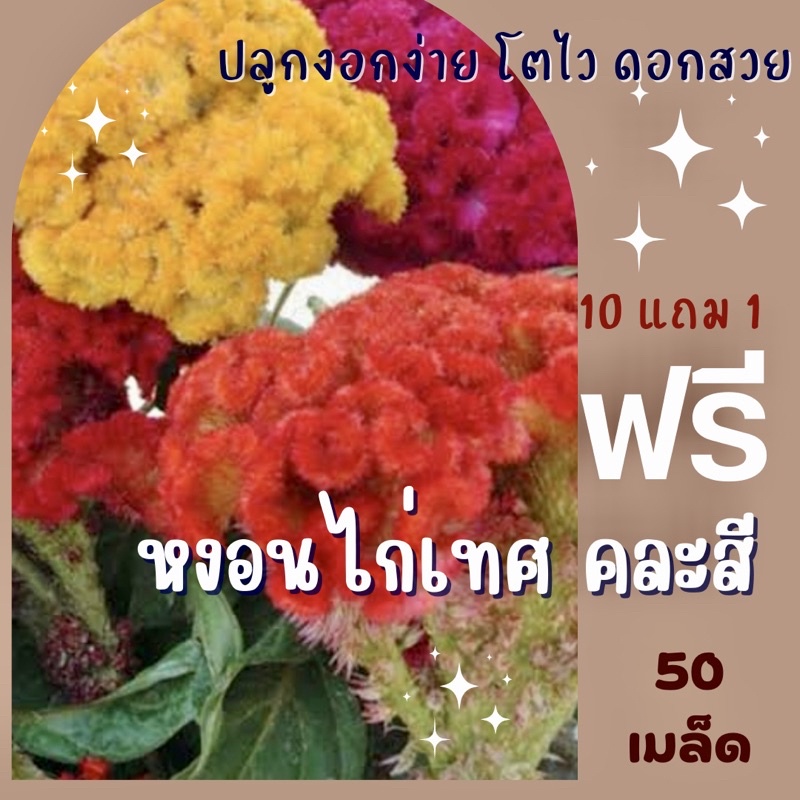 เมล็ดพันธุ์ หงอนไก่ หงอนไก่เทศ/หงอนไก่ไทย ✅ราคาถูก🪴ปลูกง่าย ดอกสวยมาก🔥ซื้อ10แถม1 คละได้🔥