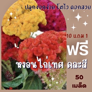 เมล็ดพันธุ์ หงอนไก่ หงอนไก่เทศ/หงอนไก่ไทย ✅ราคาถูก🪴ปลูกง่าย ดอกสวยมาก🔥ซื้อ10แถม1 คละได้🔥