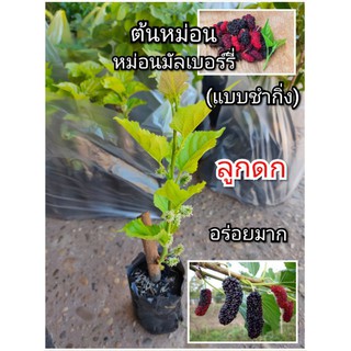 💥ต้นหม่อน หม่อนมัลเบอร์รี่ มัลเบอร์รี่ (แบบชำกิ่ง)