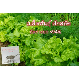 เมล็ดพันธุ์ผักสลัด ผักกาดหอม600-800เมล็ด 20 บาท