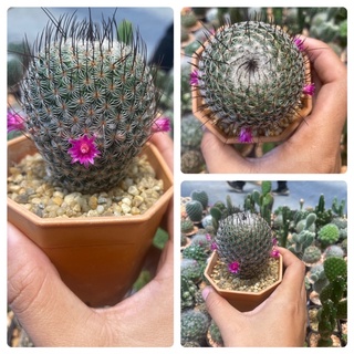 แมมฮุย ( Mammillaria Huitzilopochtli) กระบองเพชร แคคตัส