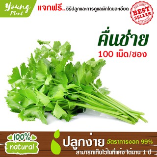 เมล็ดพันธุ์ คื่นช่าย 100เมล็ด อัตราการงอก95% (แถมฟรี!!! เมล็ดผักกวางตุ้ง500 เม็ด) ปลูกง่าย เมล็ดคุณภาพ เก็บไว้ได้1ปี