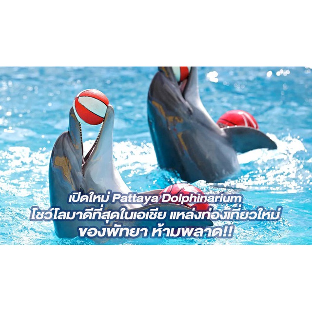 Pattaya Dolphinarium  ว่ายน้ำกับโลมา