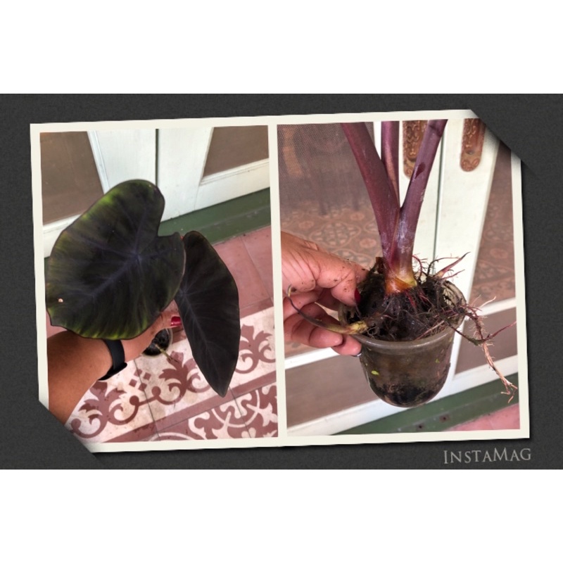 บอนดำ Colocasia Esculenta Black Magic ไซส์ตั้งแม่ ส่งพร้อมใบ