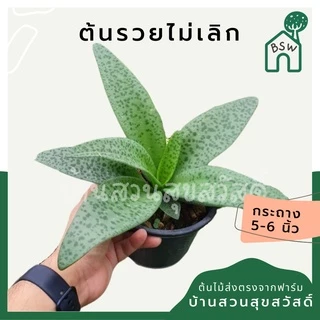 ต้นรวยไม่เลิก ในกระถางพร้อมตั้ง