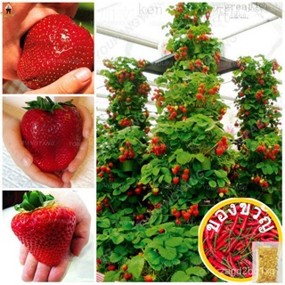 จุดที่ประเทศไทย 200 สตรอเบอร์รี่ เมล็ดพันธุ์ (Strawberry Seeds) สตรอเบอร์รี่หวานผลไม้อินทรีย์ พันธุ์ไม้ผล ต้นผลไม้ พั/เม