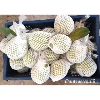 ฝรั่งกิมจู เกรด A/B 1 kg (ส่งไว) มีใบรับรองมาตรฐาน สด สะอาด หวาน กรอบ อร่อย ตัดสดใหม่จากสวนทุกวัน