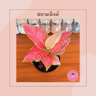 ต้นซุปเปอร์พิงค์/สยามพิงค์ - อโกลนีมา ไม้มงคล สีชมพูหวานๆ เลี้ยงง่าย | Aglaonema ‘Super Pink/Siam Pink’