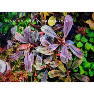 ❤️Rare❤️ bucephalandra คัดเฉพาะตัวแรร์ ไม้สะสม หายาก มีน้อย